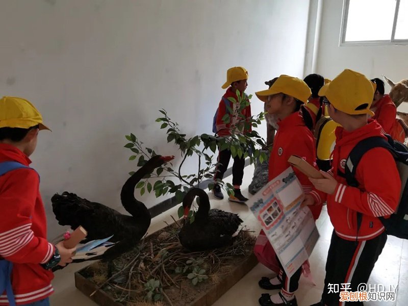 关于爱鸟护鸟的句子有哪些,爱鸟始于心,护鸟在于行!福州麦顶小学鸟类科普研学活动!