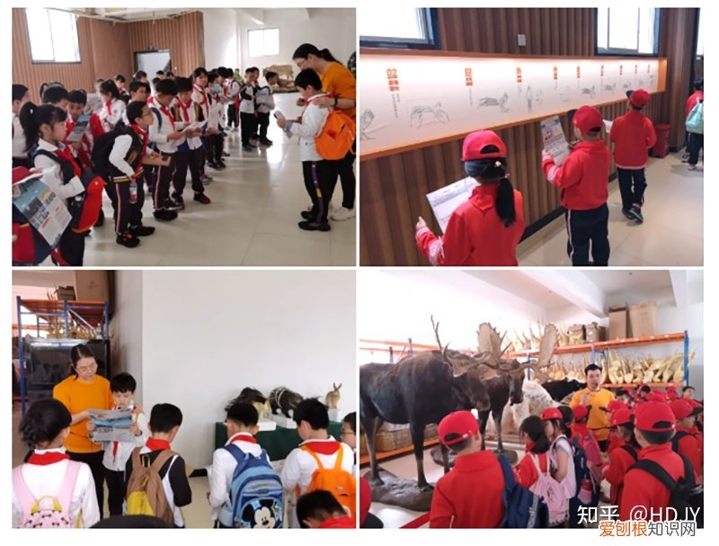 关于爱鸟护鸟的句子有哪些,爱鸟始于心,护鸟在于行!福州麦顶小学鸟类科普研学活动!