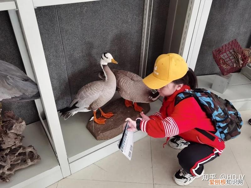 关于爱鸟护鸟的句子有哪些,爱鸟始于心,护鸟在于行!福州麦顶小学鸟类科普研学活动!