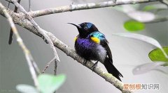 关于爱鸟护鸟的句子有哪些，爱鸟始于心，护鸟在于行！福州麦顶小学鸟类科普研学活动！