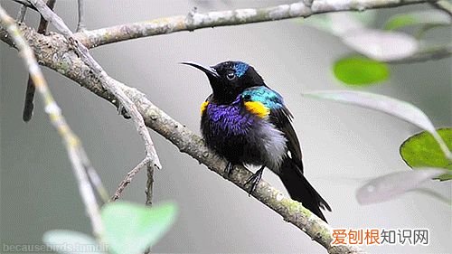 关于爱鸟护鸟的句子有哪些,爱鸟始于心,护鸟在于行!福州麦顶小学鸟类科普研学活动!