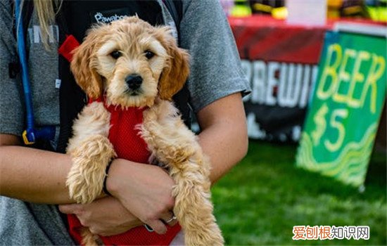 训练狗狗的好处有哪些,训练狗狗一定要趁早,经常锻炼的狗狗的好处