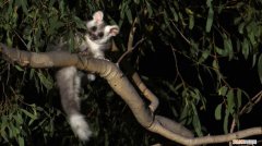 上 澳大利亚有几种动物，小科普 | 10种你也许闻所未闻的澳大利亚有袋动物