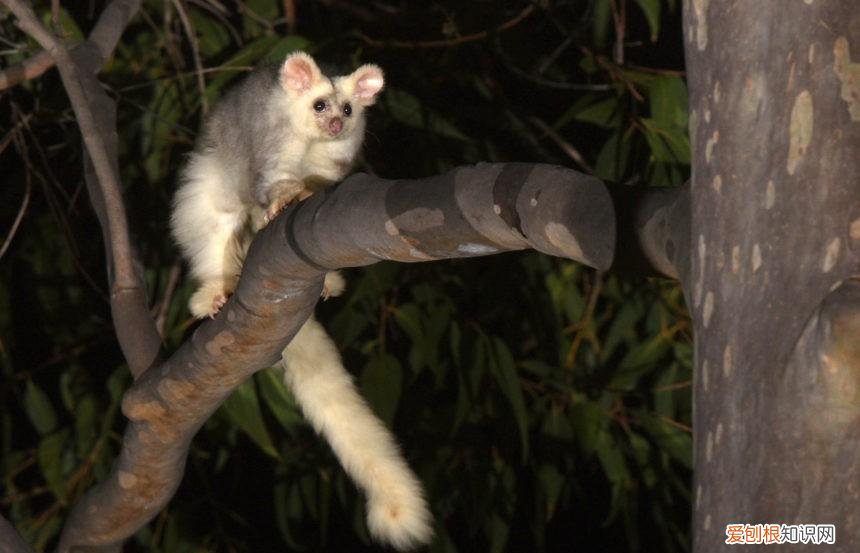 上 澳大利亚有几种动物，小科普 | 10种你也许闻所未闻的澳大利亚有袋动物