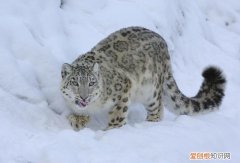 七个动物小知识,看看你知道几个动物，七个动物小知识，看看你知道几个