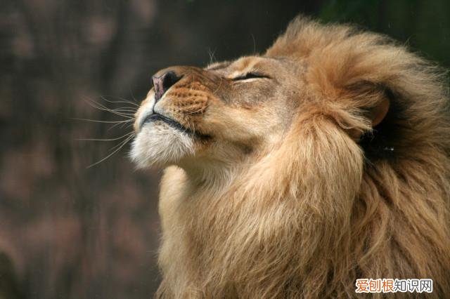 七个动物小知识,看看你知道几个动物，七个动物小知识，看看你知道几个