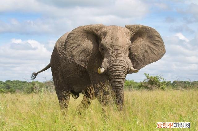 七个动物小知识,看看你知道几个动物，七个动物小知识，看看你知道几个