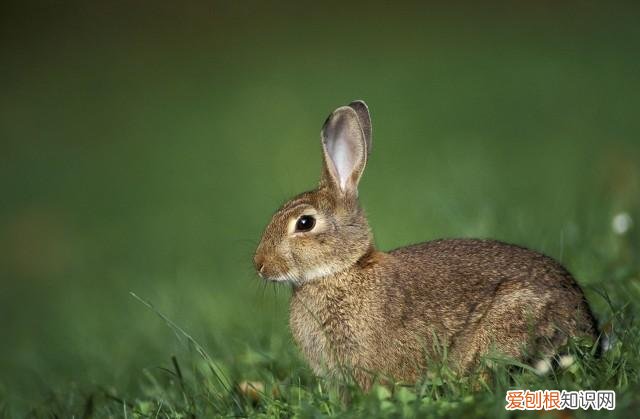 七个动物小知识,看看你知道几个动物，七个动物小知识，看看你知道几个