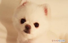白色博美犬毛色发黄怎么办 博美犬毛黄怎样能变白