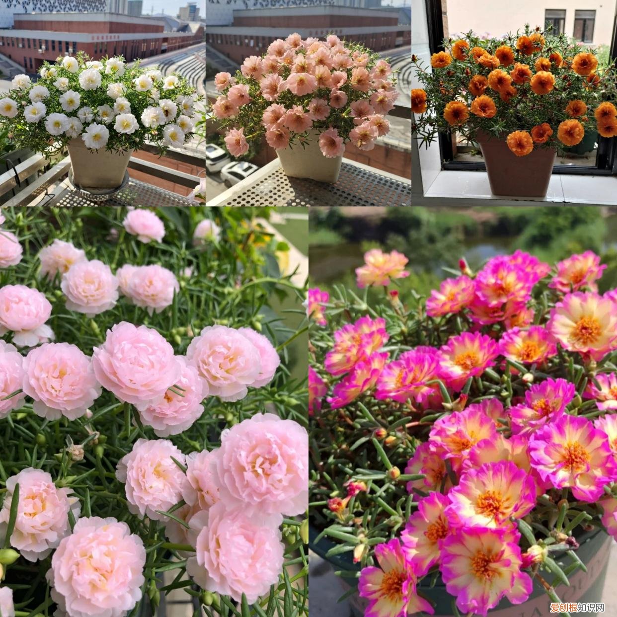 阳台种植的花卉叫什么，100种花能养在阳台上，50种开花的，40种绿植，10种蔬果