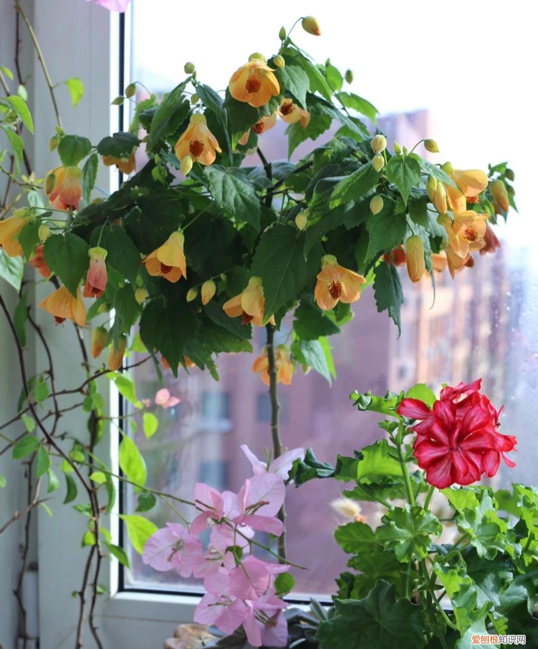 阳台种植的花卉叫什么，100种花能养在阳台上，50种开花的，40种绿植，10种蔬果
