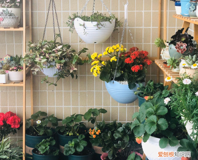 容易养活的花卉盆栽，5个养花好习惯，坚持下去，啥花都能养爆盆