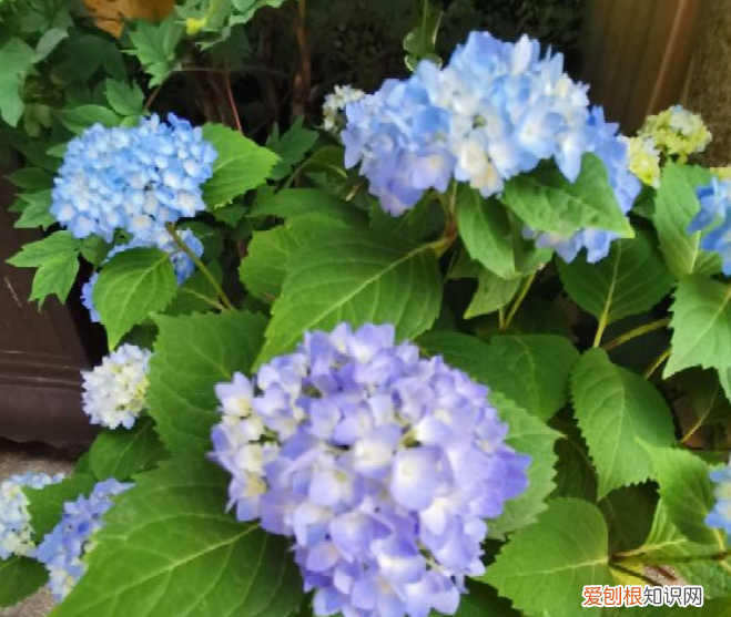 容易养活的花卉盆栽，5个养花好习惯，坚持下去，啥花都能养爆盆