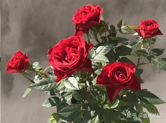 蓝色妖姬开花是蓝色的吗，蓝妖：这10种花，一开就是大半年，还超级好养！