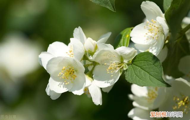 各种白色的花，这四种“白色花”，优雅高贵，白色控的养花人必不可少