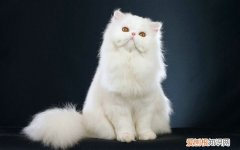 小猫感冒了有什么症状，猫，小猫感冒了有什么症状,猫不吃东西