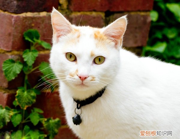 猫体外驱虫用什么药，猫，猫咪体外驱虫买什么药