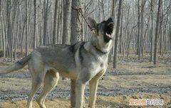 狼青犬的性格与特点，这样的狗狗你敢养吗，狼青犬外貌特征