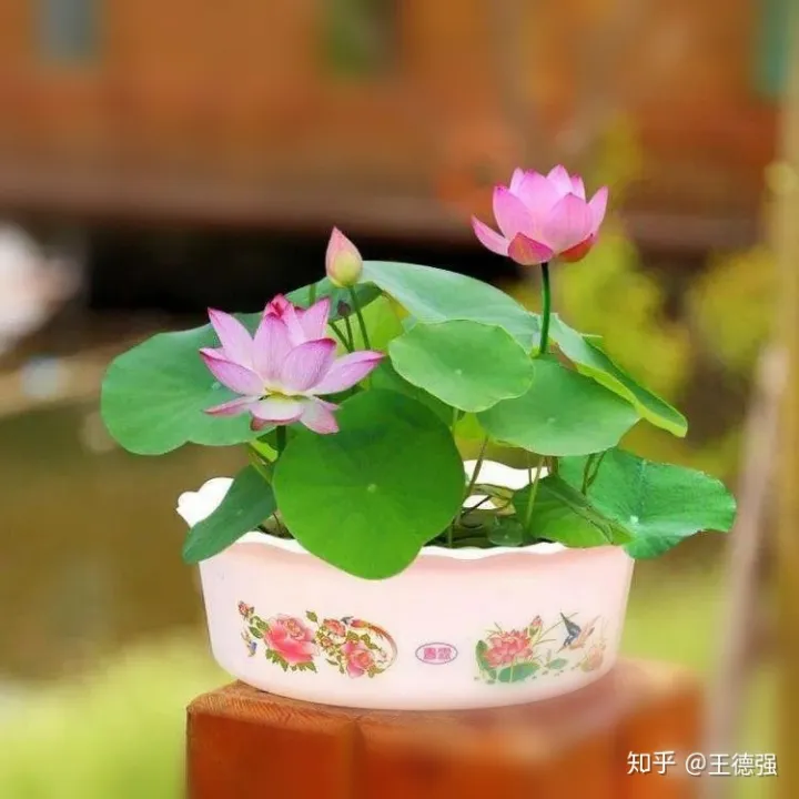 家内养护的花卉，人养花，花旺人，这20种盆栽花卉，养到室内可让家里更干净