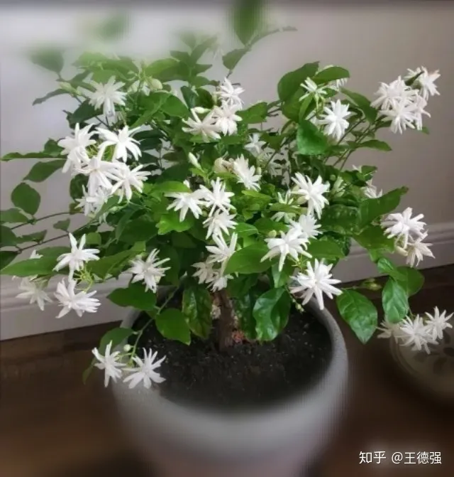 家内养护的花卉，人养花，花旺人，这20种盆栽花卉，养到室内可让家里更干净
