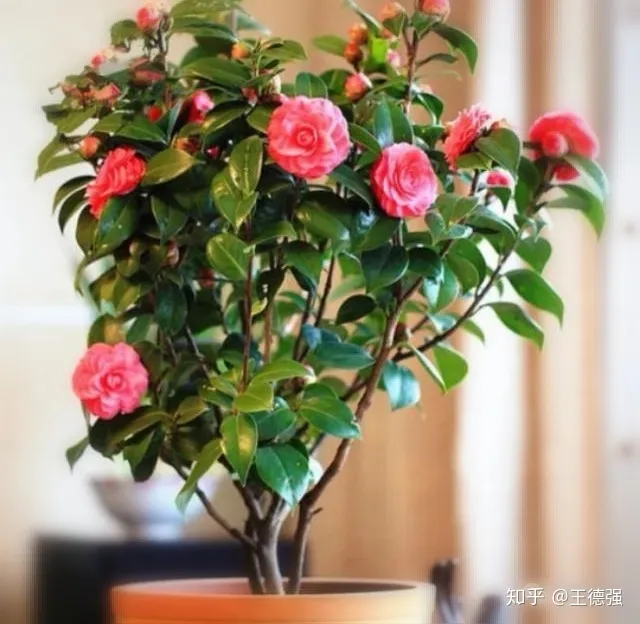 家内养护的花卉，人养花，花旺人，这20种盆栽花卉，养到室内可让家里更干净