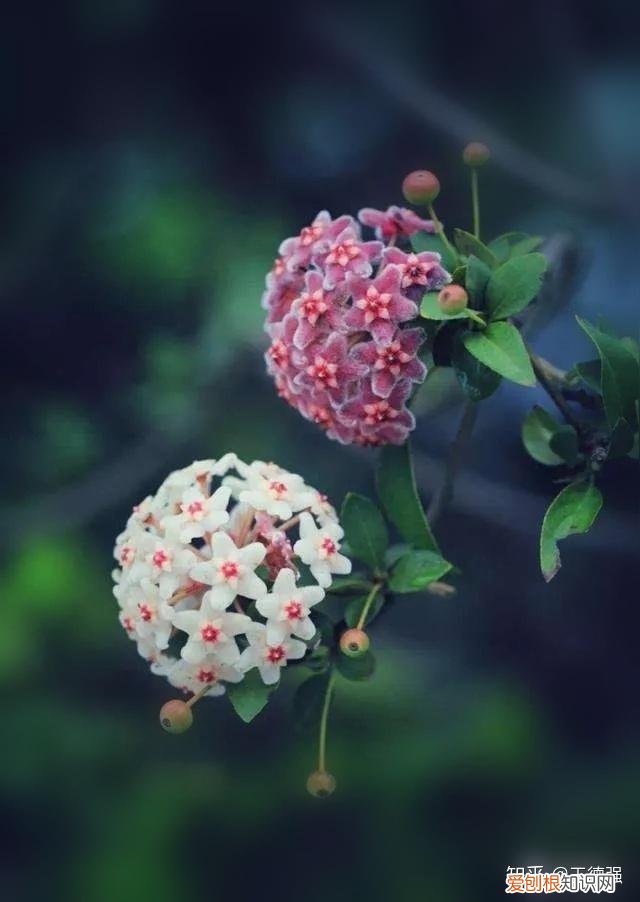 家内养护的花卉，人养花，花旺人，这20种盆栽花卉，养到室内可让家里更干净