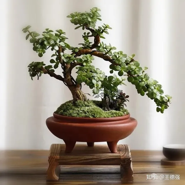 家内养护的花卉，人养花，花旺人，这20种盆栽花卉，养到室内可让家里更干净