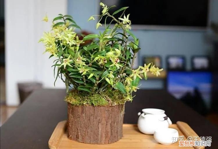 家内养护的花卉，人养花，花旺人，这20种盆栽花卉，养到室内可让家里更干净