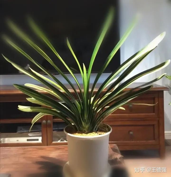 家内养护的花卉，人养花，花旺人，这20种盆栽花卉，养到室内可让家里更干净