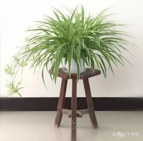 家内养护的花卉，人养花，花旺人，这20种盆栽花卉，养到室内可让家里更干净