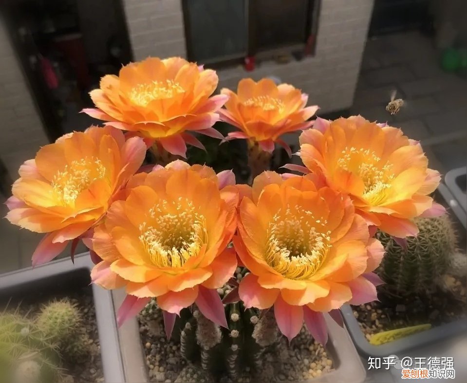 家内养护的花卉，人养花，花旺人，这20种盆栽花卉，养到室内可让家里更干净