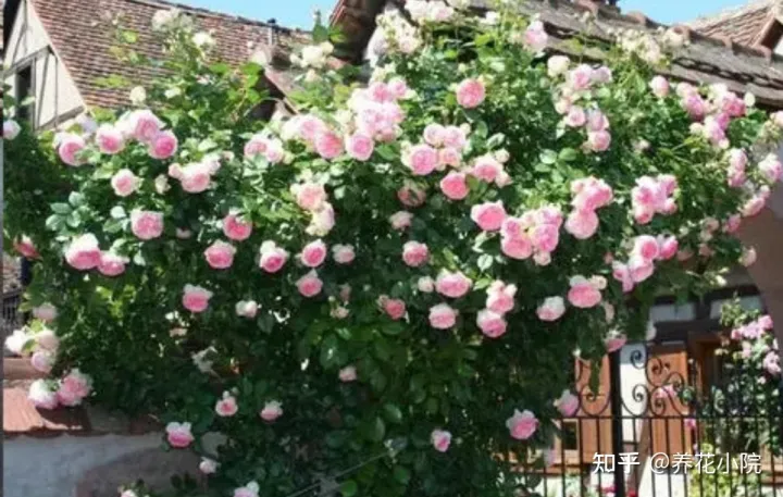 秋冬季院子里种什么花草，适合栽院子里的5种花，开花漂亮又好养，冬天不怕冻