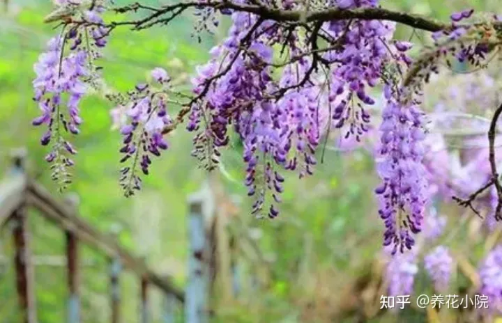 秋冬季院子里种什么花草，适合栽院子里的5种花，开花漂亮又好养，冬天不怕冻