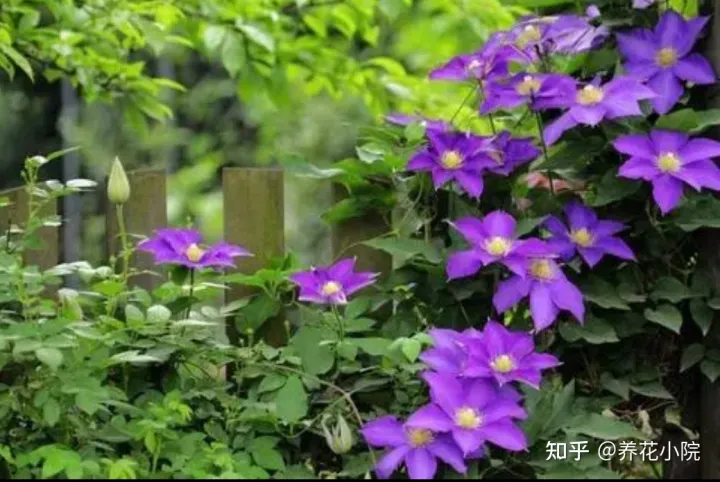 秋冬季院子里种什么花草，适合栽院子里的5种花，开花漂亮又好养，冬天不怕冻