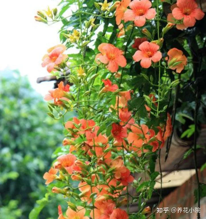 秋冬季院子里种什么花草，适合栽院子里的5种花，开花漂亮又好养，冬天不怕冻