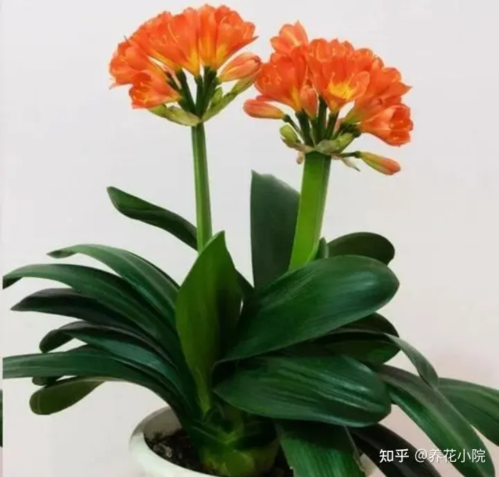 哪些喜阴的花卉能在家里养，家里缺阳光，可养6种“喜阴花卉”，照样开的好，漂亮又美观