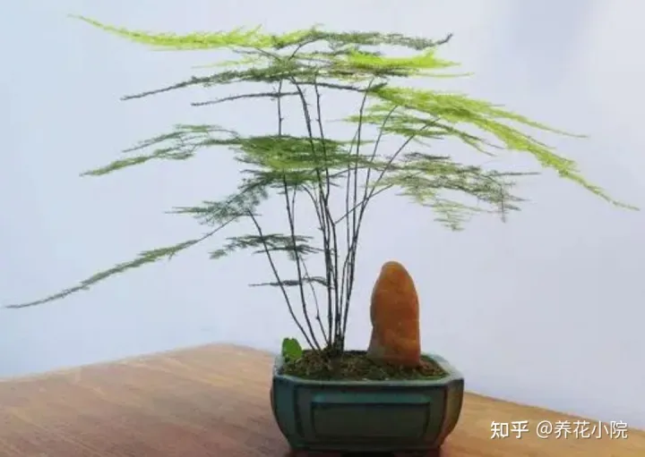 适合室内养的小盆花有哪些花，养7种花，适合用“小盆”，简单好管理，长得更精神