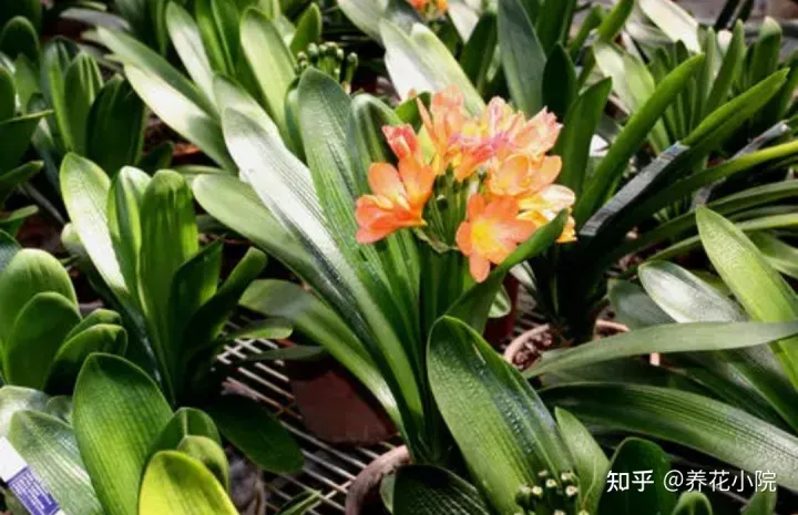 适合室内养的小盆花有哪些花，养7种花，适合用“小盆”，简单好管理，长得更精神