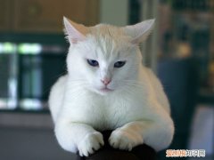 小猫打喷嚏流鼻涕，猫，小猫打喷嚏流鼻涕,猫不吃东西