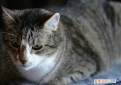 猫咪呼吸声像有痰呼噜，猫，猫咪呼吸声像有痰呼噜怎么办