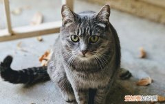 猫尿道炎有什么表现,猫，猫尿道发炎的症状