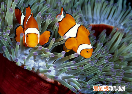 中国第三大宠物，全球宠物5大分类，最后TOP5出人意料，不可思议 !