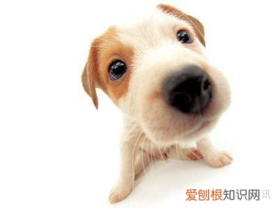 谷宝知识：狗狗日常小知识