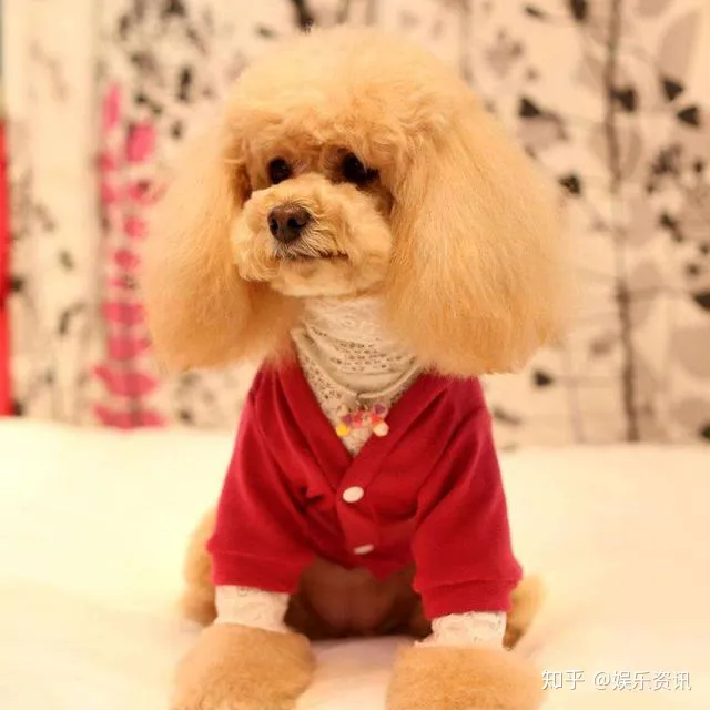 谷宝知识：狗狗日常小知识