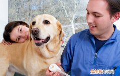 拉布拉多幼犬能喝牛奶粉吗 拉布拉多能不能喝牛奶粉