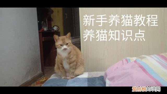 猫狗以外的宠物，学习养宠物猫狗知识你将愉快养宠物的生活