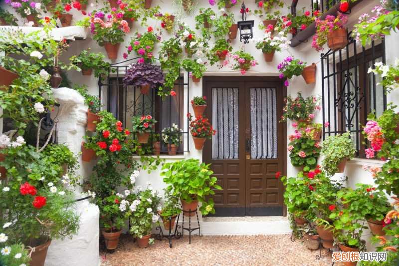 植物养护小知识手抄报，常见24种植物养护技巧，有了这个再也不怕养不活花