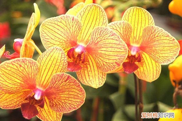 植物养护小知识手抄报，常见24种植物养护技巧，有了这个再也不怕养不活花