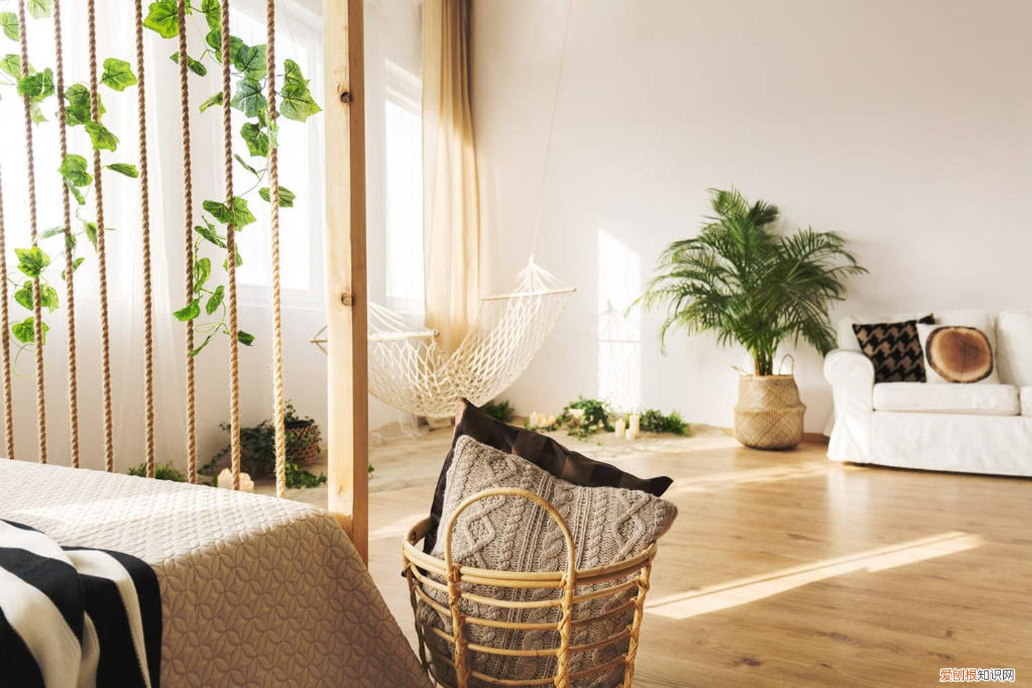 植物养护小知识手抄报，常见24种植物养护技巧，有了这个再也不怕养不活花