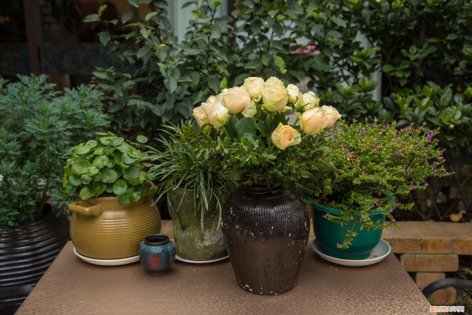 植物养护小知识手抄报，常见24种植物养护技巧，有了这个再也不怕养不活花